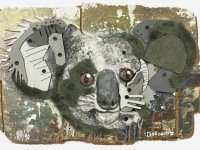 Young Koala Edition