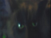 Gato